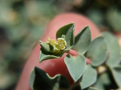 Euphorbia astyla, photographed by Eric Knight