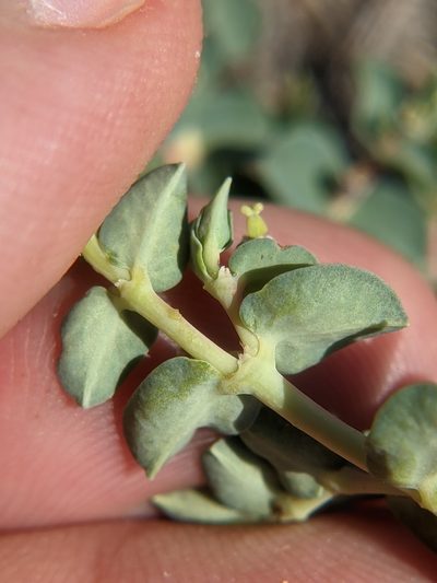 Euphorbia astyla, photographed by Eric Knight