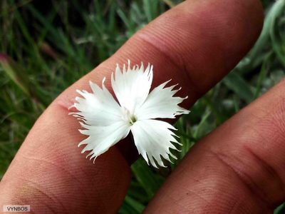 Dianthus basuticus, photographed by Chris Vynbos