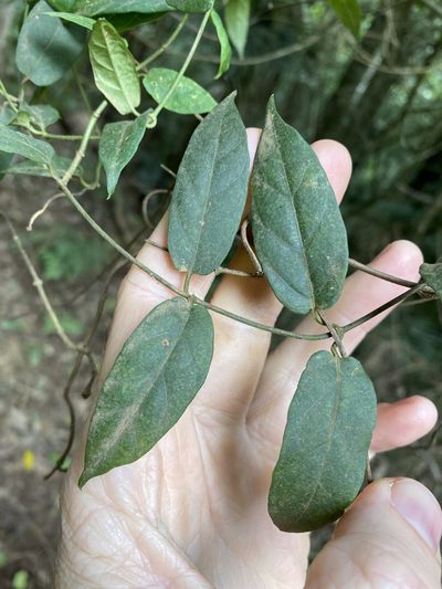 Parsonsia ventricosa, photographed by Greg Tasney