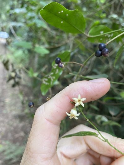 Parsonsia ventricosa, photographed by Greg Tasney