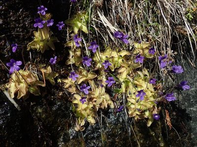 Pinguicula macroceras, photographed by Randal