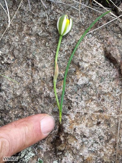Albuca humilis, photographed by Chris Vynbos
