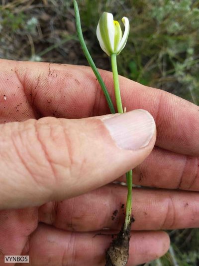 Albuca humilis, photographed by Chris Vynbos