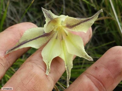 Gladiolus longicollis, photographed by Chris Vynbos