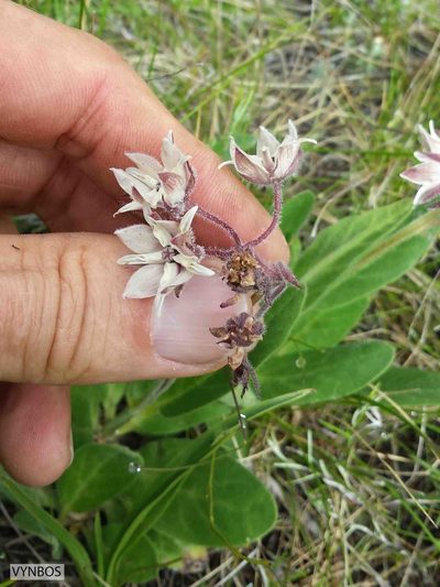 Asclepias humilis, photographed by Chris Vynbos