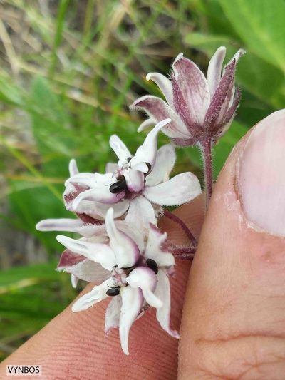 Asclepias humilis, photographed by Chris Vynbos