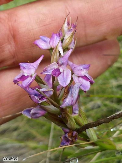 Disa stricta, photographed by Chris Vynbos