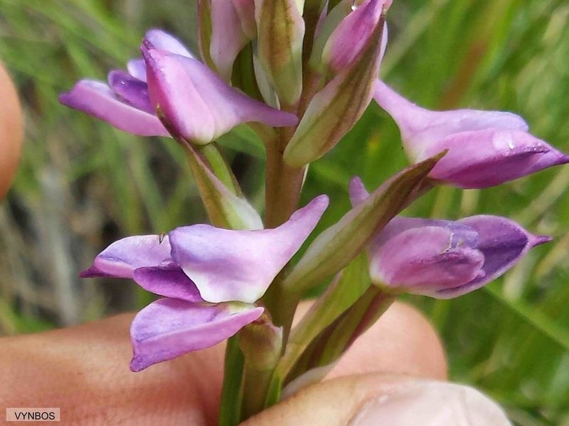 Disa stricta, photographed by Chris Vynbos