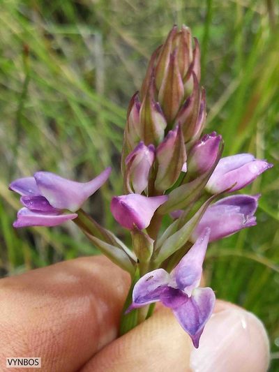 Disa stricta, photographed by Chris Vynbos