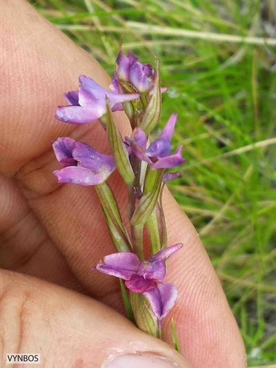 Disa stricta, photographed by Chris Vynbos