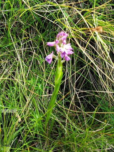 Disa stricta, photographed by Chris Vynbos