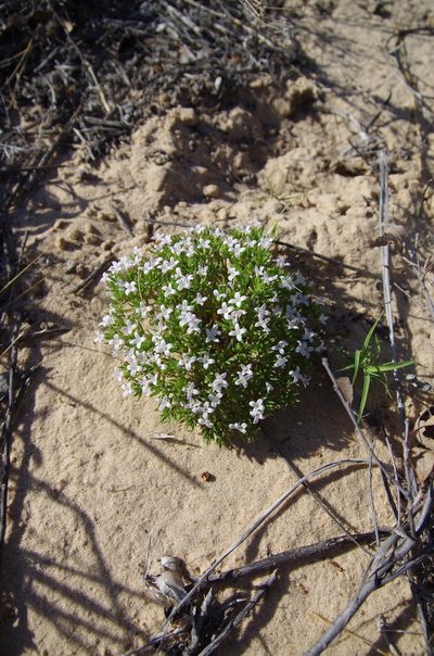 Houstonia humifusa, photographed by Eric Knight