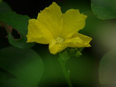 Luffa acutangula, photographed by Dinesh Valke