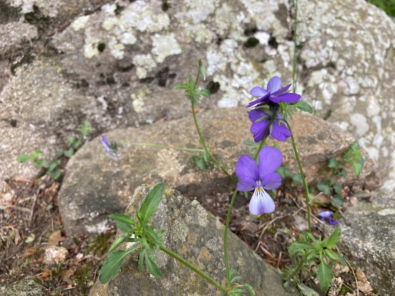 Viola bubanii, photographed by Marc Riera