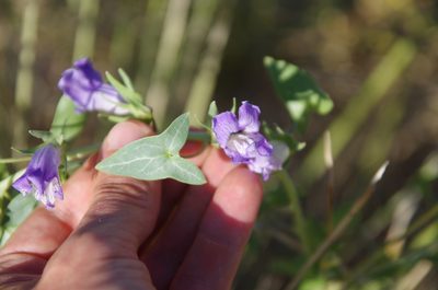 Epixiphium wislizeni, photographed by Eric Knight