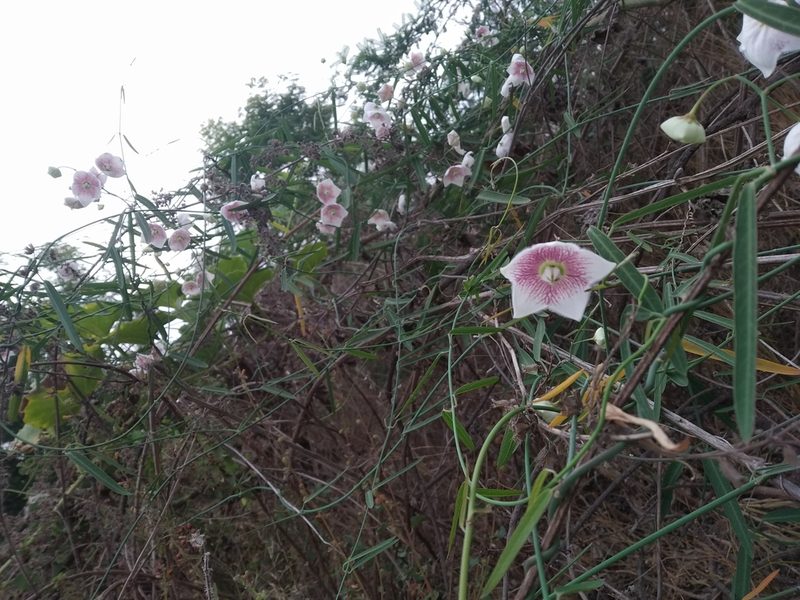 Oxystelma esculentum, photographed by Ravuri Krishna Chaitanya
