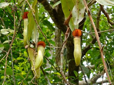 Nepenthes khasiana, photographed by Subhadra Devi