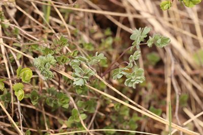 Thalictrum petaloideum, photographed by Nina Filippova