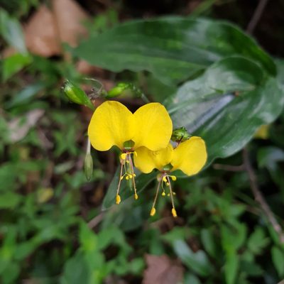 Aneilema aequinoctiale, photographed by Margaret Burger