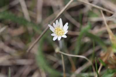 Leibnitzia anandria, photographed by Nina Filippova