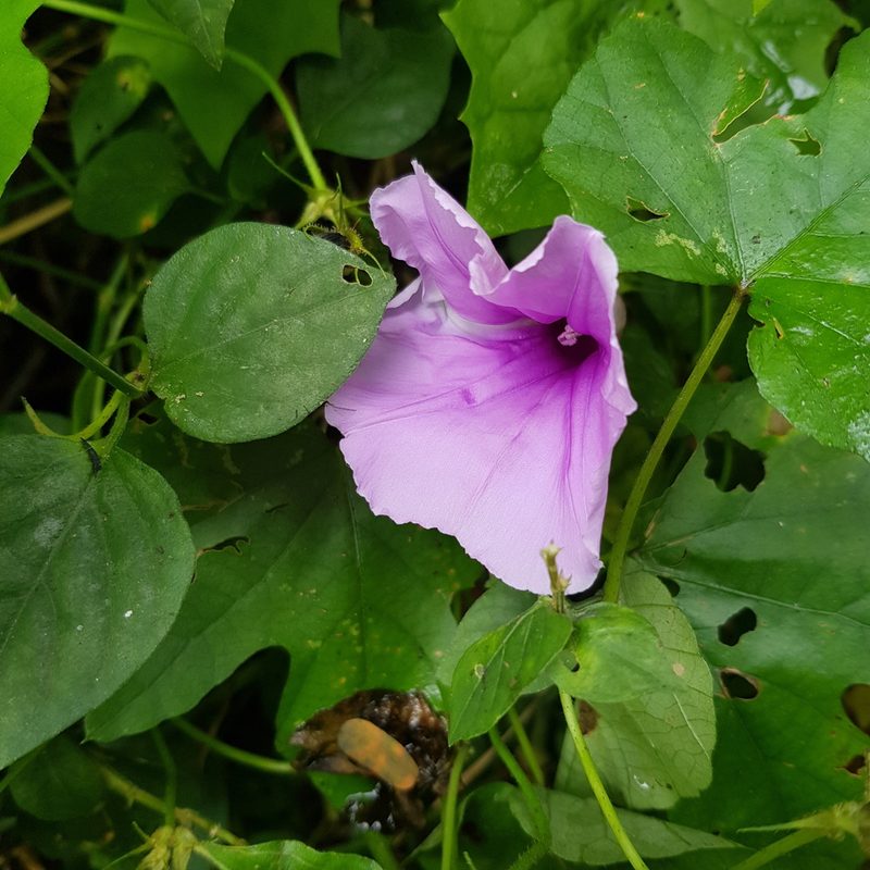Ipomoea ficifolia, photographed by Margaret Burger