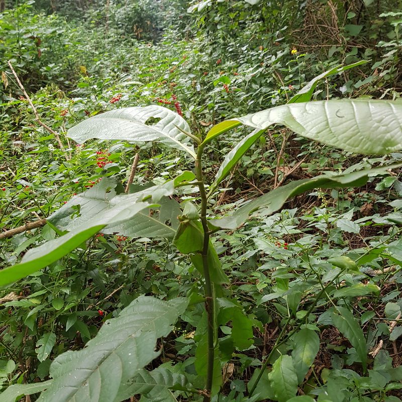 Triplaris americana, photographed by Margaret Burger