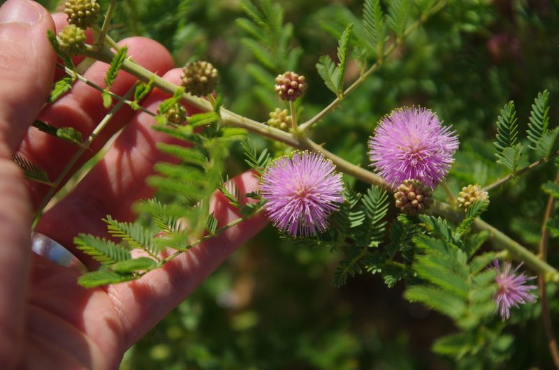 Mimosa rupertiana, photographed by Eric Knight