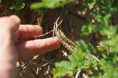 Mimosa rupertiana, photographed by Eric Knight