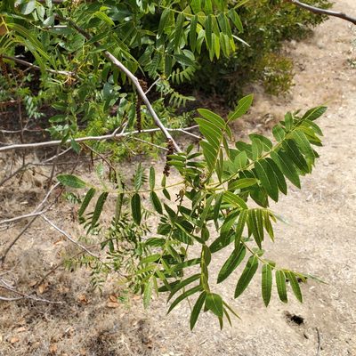 Juglans californica, photographed by Dan Horowitz