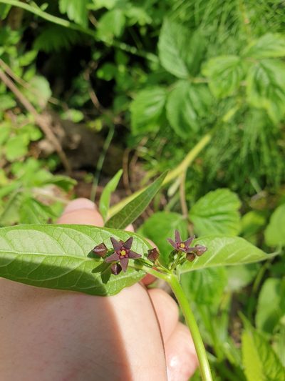 Vincetoxicum scandens, photographed by Дауд Арсанукаев