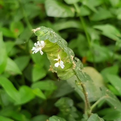 Phaulopsis imbricata, photographed by Margaret Burger