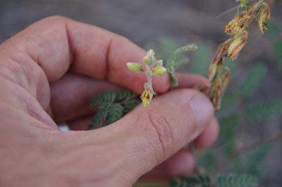 Pomaria jamesii, photographed by Eric Knight