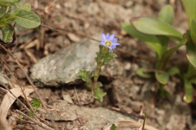 Gentiana squarrosa, photographed by Nina Filippova