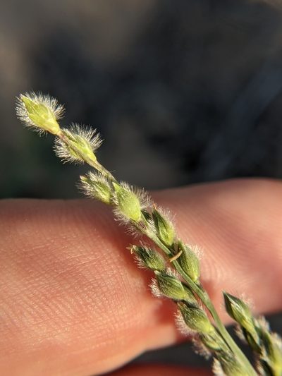 Urochloa ciliatissima, photographed by Eric Knight