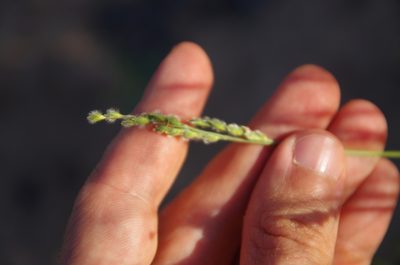 Urochloa ciliatissima, photographed by Eric Knight