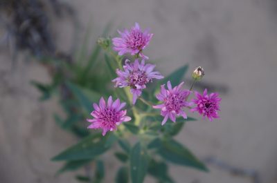 Palafoxia sphacelata, photographed by Eric Knight
