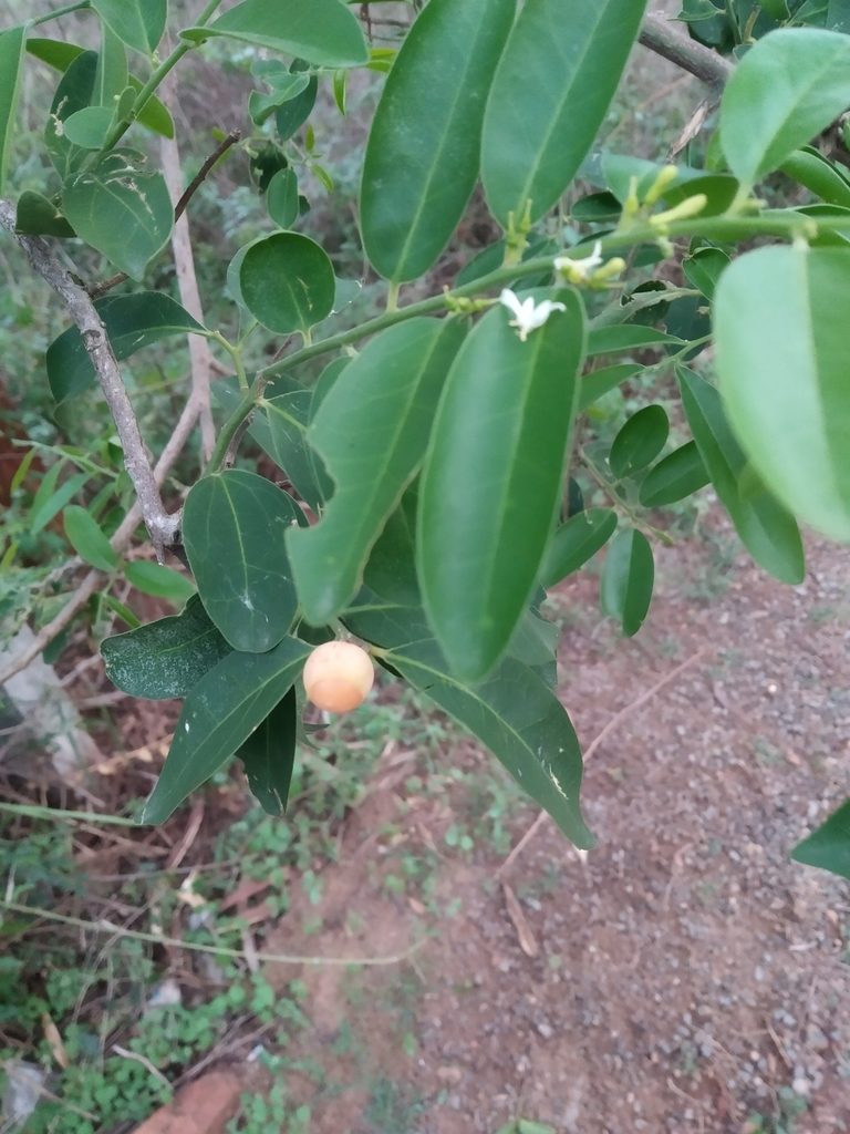 Olax scandens, photographed by Ravuri Krishna Chaitanya