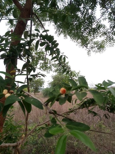 Olax scandens, photographed by Ravuri Krishna Chaitanya