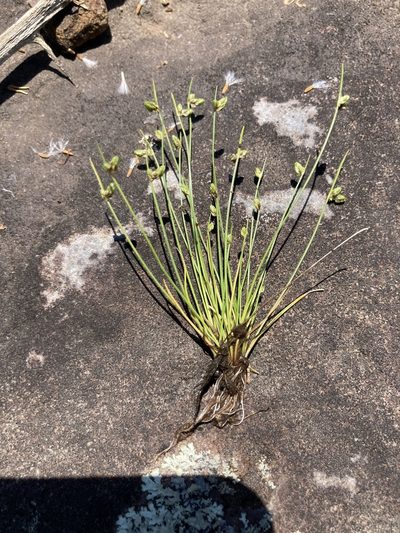 Isolepis pseudosetacea, photographed by Theo Witsell