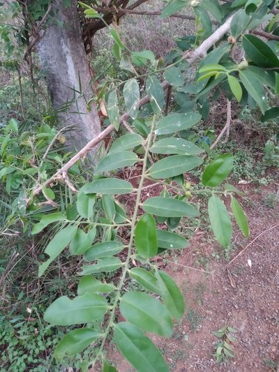 Olax scandens, photographed by Ravuri Krishna Chaitanya