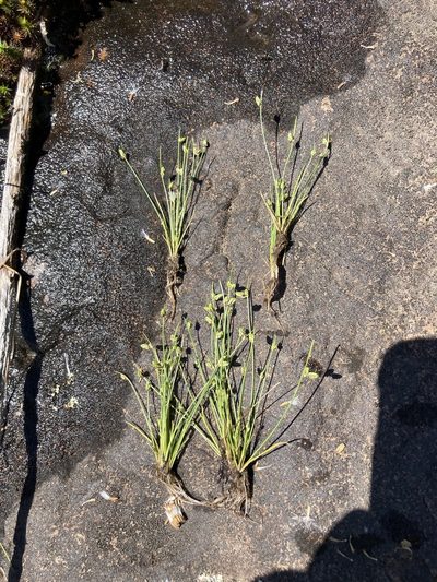 Isolepis pseudosetacea, photographed by Theo Witsell