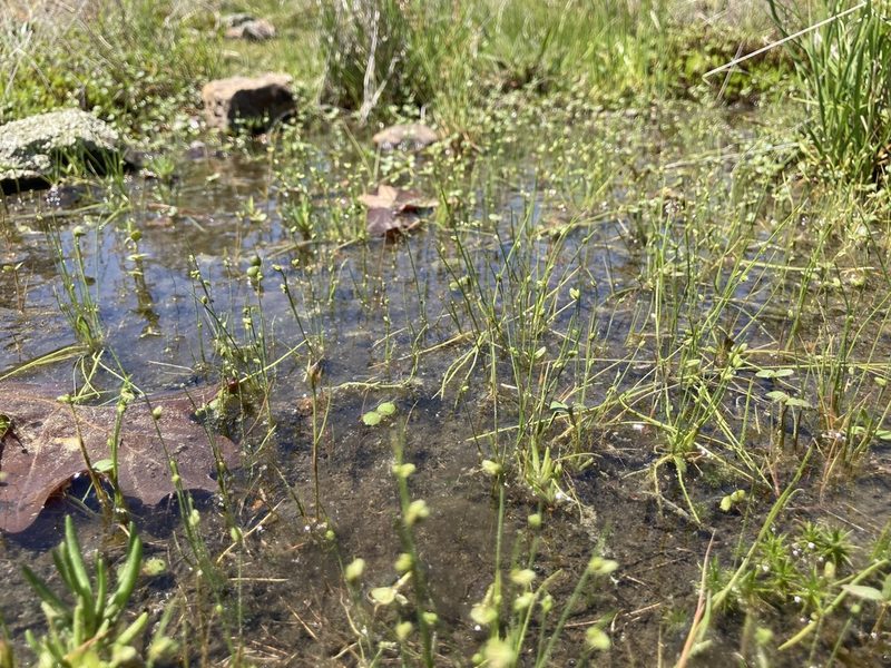 Isolepis pseudosetacea, photographed by Theo Witsell