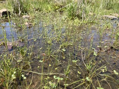 Isolepis pseudosetacea, photographed by Theo Witsell