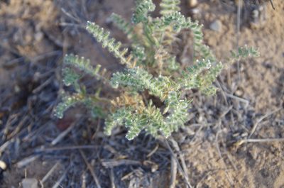 Cryptantha crassisepala, photographed by Eric Knight