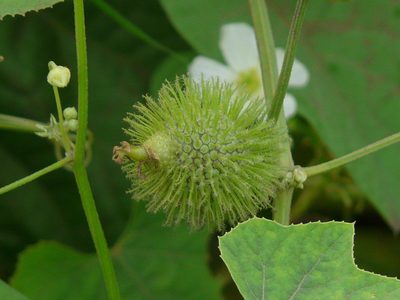 Luffa echinata, photographed by Dinesh Valke