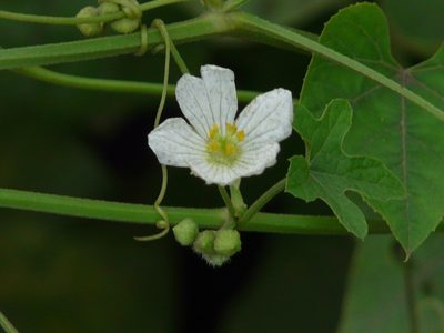 Luffa echinata, photographed by Dinesh Valke