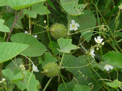 Luffa echinata, photographed by Dinesh Valke