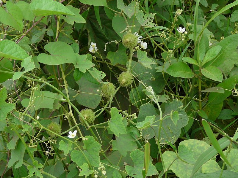 Luffa echinata, photographed by Dinesh Valke
