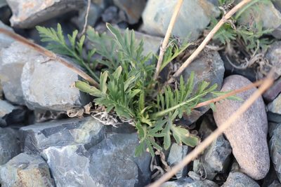 Patrinia intermedia, photographed by Nina Filippova